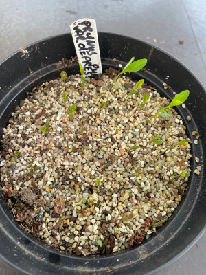 Prunus pumila var depressa Germination April 2025.jpg