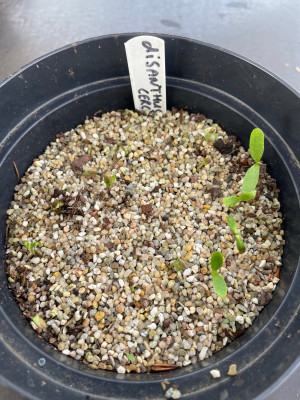Disanthus cercidifolius Germination April 2025.jpg