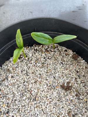 Melliodendron xylocarpa Germination April 2025.jpg
