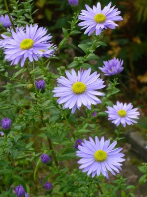 18._Oktober_2008_038kl.16_Aster_nov.-bel._Anke_4_Bl._nah.JPG