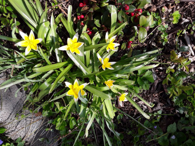 Tulipa tarda