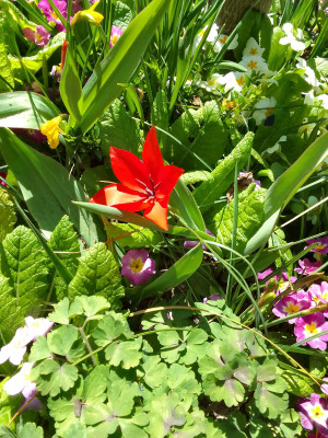 Tulipa humilis Lilliput