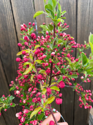 Malus Tina + zum Vergleich Ast  größerr Zierapfelsorte