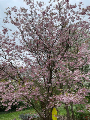 Prunus incisa Oshidori Kalmthout.jpg