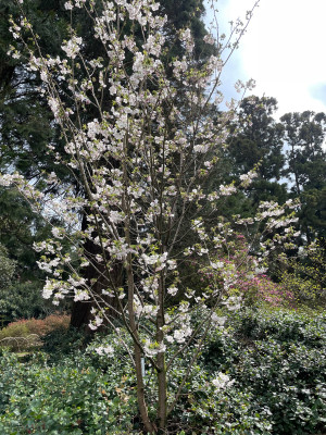 Prunus 'Tora-no-o' Kalmthout.jpg