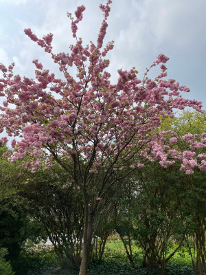 Prunus 'Kouka' Kalmthout.jpg