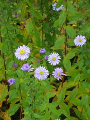 18._Oktober_2008_066kl_16_Aster_nov.-bel._Anke_LaubBluten.JPG
