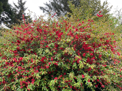 Chaenomeles Unbekannt Kalmthout.jpg