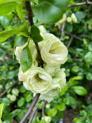 Chaenomeles speciosa 'Kinshiden' Kalmthout.jpg