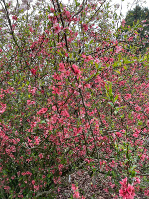 Chaenomeles x californica 'Enchantress' Kalmthout.jpg