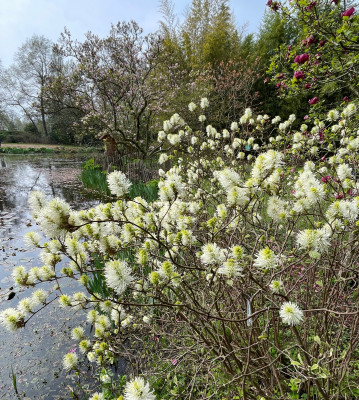 Fothergilla major Kalmthout.jpg
