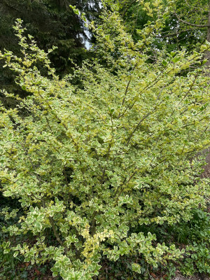 Orixa japonica 'Variegata' Kalmthout.jpg