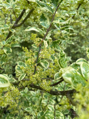 Orixa japonica Variegata Bluete Kalmthout.jpg