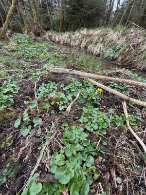 Auwald mit viel dechampsia, zaghafter Blüten Beginn bei caltha