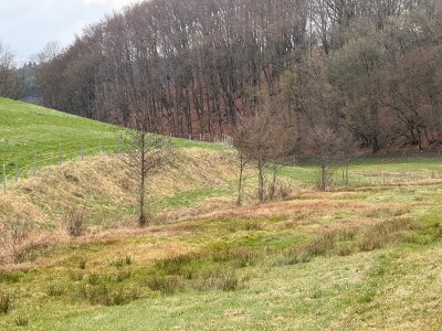 Feuchtwiese, sonst mit gelben Punkten zu dieser Zeit