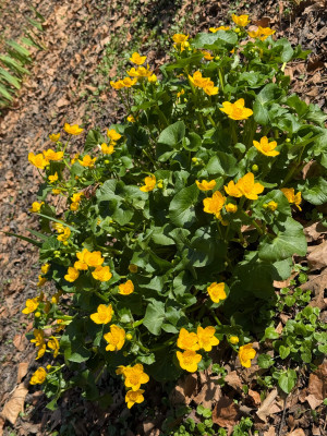 Caltha im Tal