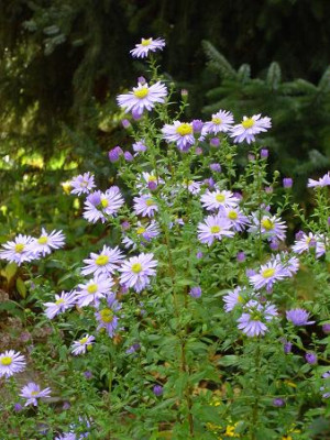 18._Oktober_2008_067kl16_Aster_nov.-bel._Anke_Ausschnitt.JPG