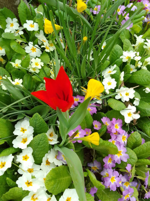 Tulipa humilis Lilliput