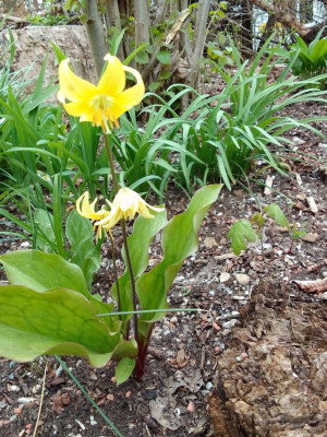Erythronium Pagoda