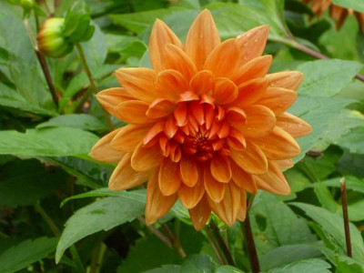 18._Oktober_2008_113kl.22_Dahlia_Orange_World.JPG