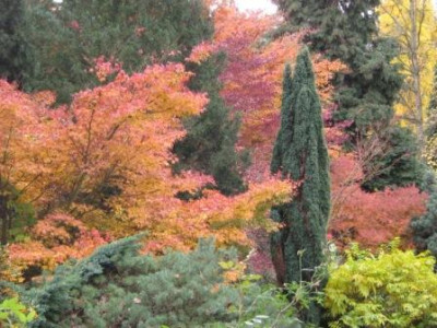 Herbstlicher_Katsura_mit_Pinus_und_Juniperus.JPG