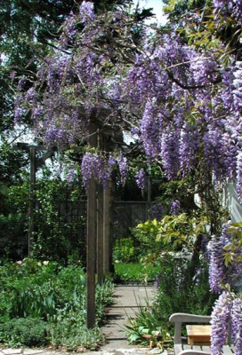 wisteria.jpg