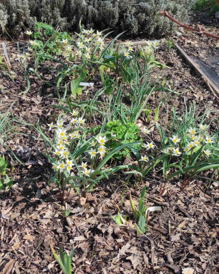 Tulipa_turcestanica_20250327_140013_B.jpg