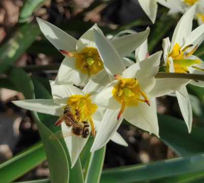 Tulipa_turcestanica_20250327_140100_1_B.jpg