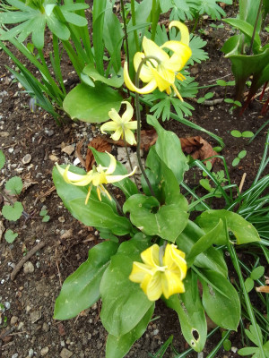 Erythronium Pagoda