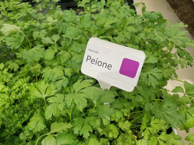 Petersilie Peione.jpeg