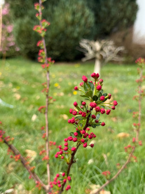 Malus Tina als Strauch spätere Knospen