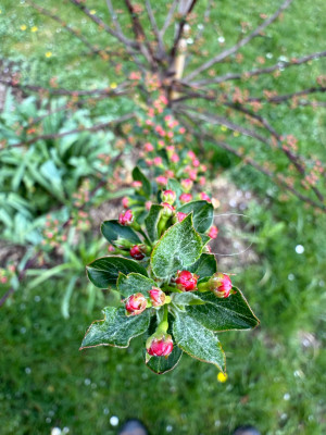 Malus Tina auf Stamm erste Knospen