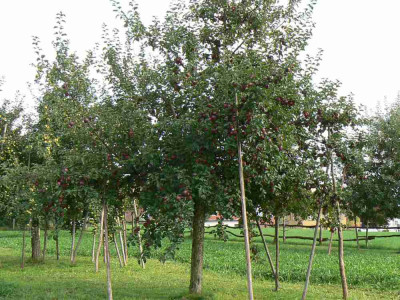 Spartan_Baum_1.jpg