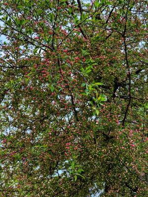 gelbfrüchtiger Malus, vermutlich Toringo