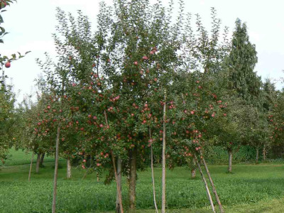 Florina_Baum_1.jpg