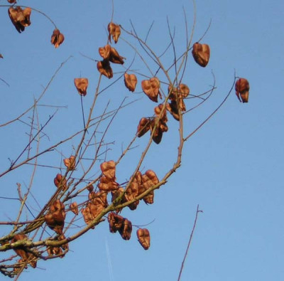 77Koelreuteria_paniculata3.jpg