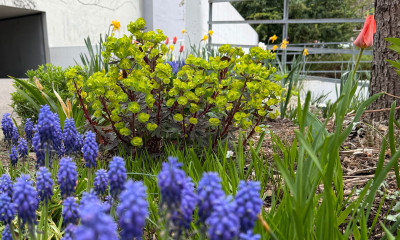 Euphorbia amygdaloides 'Purpurea'