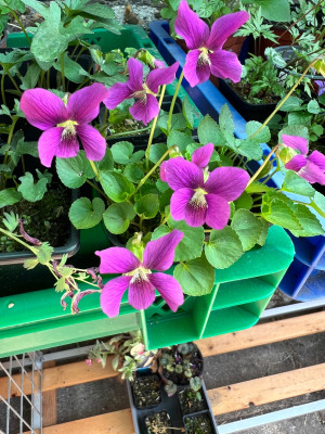 Viola sororia rubra