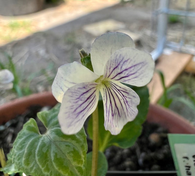 Viola mandshurica f. hasegawae
