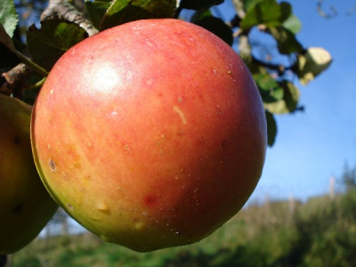 Winterzitronenapfel_1_600x600_100KB.jpg