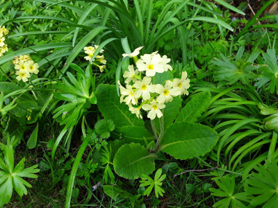 Schlüsselblume?