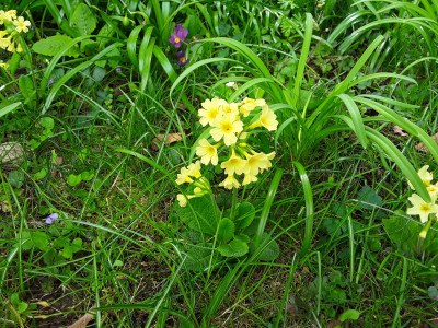 Schlüsselblume?