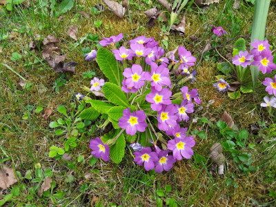 Primula vulgaris