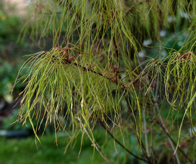 DSC02225_DxO.jpg