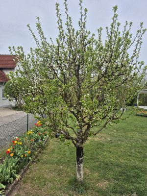 Zwetschge_20250417.jpg