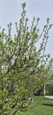 Zwetschge_20250417_Ausschnitt.jpg