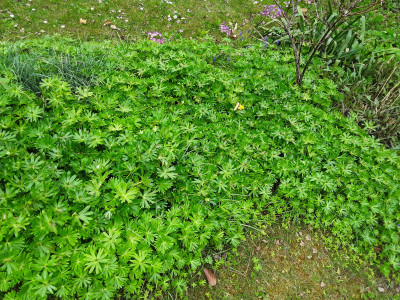 Eranthis, Samenbildung