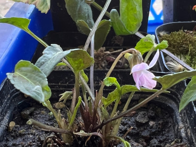 Viola yedoensis var. yedoensis