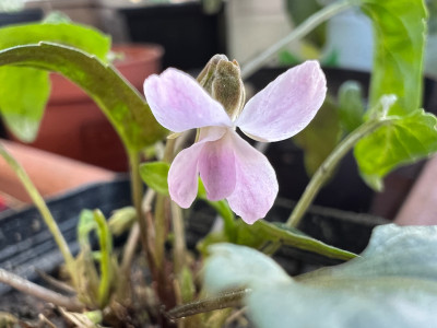 Viola yedoensis var. yedoensis