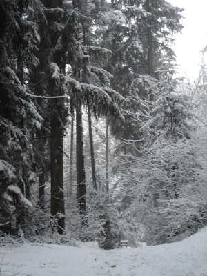 schneewald.jpg